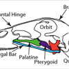 The quadrate bone plays a central role in feeding mechanics, particularly in the elevation of the upper bill. It has been hypothesized that the movement of the quadrate is transferred primarily through the pterygoid and palatine bones to the upper bill (Bock 1964, Gussekloo et al. 2001, Zweers 1974, van Gennip and Berkhoudt, 1992).