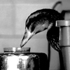 Mallard duck feeding on duck chow mixed with water.
