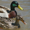 A male and female Mallard duck. All of the ducks in this study were female.