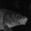 Common carp have highly kinetic skulls which allow them to protrude their upper jaws. This may aid in suction feeding performance and food-sorting within the oral cavity.