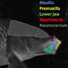In addition to typical fish skull upper jaw bones such as the maxilla and premaxilla, cypriniform fishes develop a novel bone, the kinethmoid. This mobile bone is embedded between the maxillae along the midline of the fish.