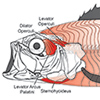 Fig. 1: Diagram of largemouth bass cranial skeleton and muscles powering suction feeding, including the cranial (levator arcus palatini, dilator operculi, levator operculi, and sternohyoideus) and body (epaxialis, hypaxialis) muscles. Modified from Camp et al., 2015.