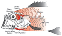 Figure 1. Diagram of largemouth bass cranial skeleton and muscles powering suction feeding, including the cranial (levator arcus palatini, dilator operculi, levator operculi, and sternohyoideus) and body (epaxialis, hypaxialis) muscles. Modified from Camp et al., 2015.