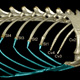 Green iguanas have four cervical (Cv) ribs, four sternal (St) ribs that articulate with the sternum via long costal cartilages, and three xiphisternal ribs. XROMM analysis shows that the dorsal osseous ribs (gold) and ventral costal cartilages (green) move as separate rigid elements, connected by thin cartilaginous regions that act as joints.