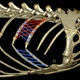 To measure intercostal muscle fascicle strain, a 3D digitizer is used to map the fascicles from an iguana cadaver onto the 3D models of the ribs. Then the XROMM animation is used to measure intercostal fascicle strain. External intercostal (red) and internal intercostal (blue) fascicles are shown here.