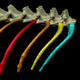 Rib rotation gradient with cool colors (blue) indicating less motion during breathing and hot colors (red) more motion. XROMM animations reveal little movement of Cv1 and Cv2, increasing amounts of rotation in Cv3-St1, the greatest rotation in St2, and gradually decreasing rotation in St3-4 and more caudal ribs. In the intercostal space between the osseous portions of St1 and St2, the EI lengthen during exhalation and shorten during inhalation, whereas between St3 and St4, the EI shorten during exhalation and lengthen during inhalation.