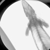 Iguana Breathing: Biplanar x-ray video