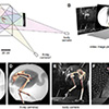 Figure 1. Experimental setup reconstructed as a Maya scene. (A) Top view of the maneuvering chamber representing the two X-ray systems as a pair of virtual X-ray cameras with overlapping yellow and blue beams. Two calibrated standard cameras (red and green fields of view) provide external imaging of the whole bird and feet. (B) Perspective view of the scene showing the reconstructed skeletal model in place between the four image planes textured with frames of video. (C–F) When viewed through each virtual camera, bone models are registered to their X-ray shadows as well as to the standard video images.