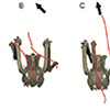 Figure 5. Sidestep and yawed treadmill trials in overhead view. (A) Sidestep to the left. (B) Forward progression at a large induced yaw. (C) Forward progression at a large natural yaw. (D) Forward progression at low yaw. Arrows show the approximate direction of travel. Red lines show paths of the distal tarsometatarsi during stance relative to the pelvis for right and left steps.