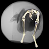 Movie 2: A complex guineafowl maneuvering sequence. Animated bones are rendered relative to X-ray video, standard video, and a fixed pelvis in anterior view.