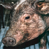 Figure 1. Sinclair strain miniature pig. Three individuals (3-4 months old) were used in this study.