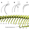 Figure 1. Costal joint motion and axial anatomy in Varanus exanthematicus.